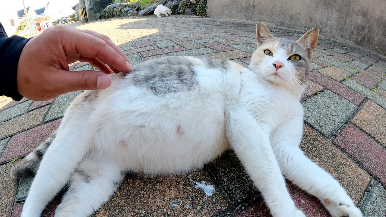 Pregnant cat shows a big belly to humans